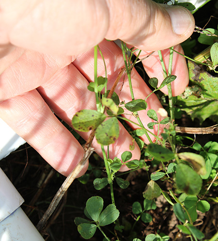 Counting alfalfa stems